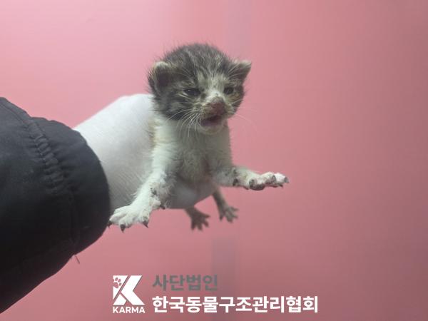 한국동물구조관리협회_441409202501648